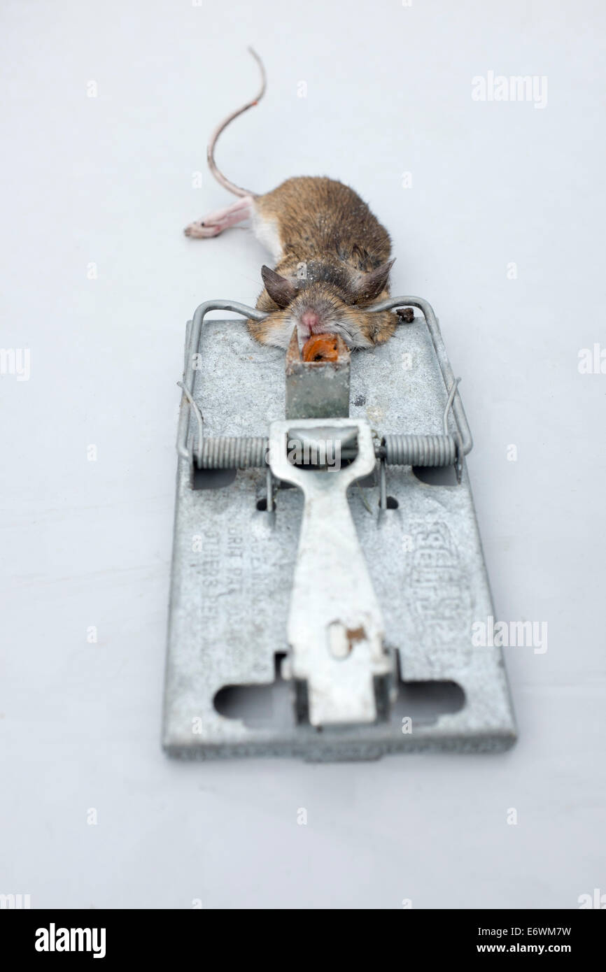 Mouse caught in trap hi-res stock photography and images - Alamy