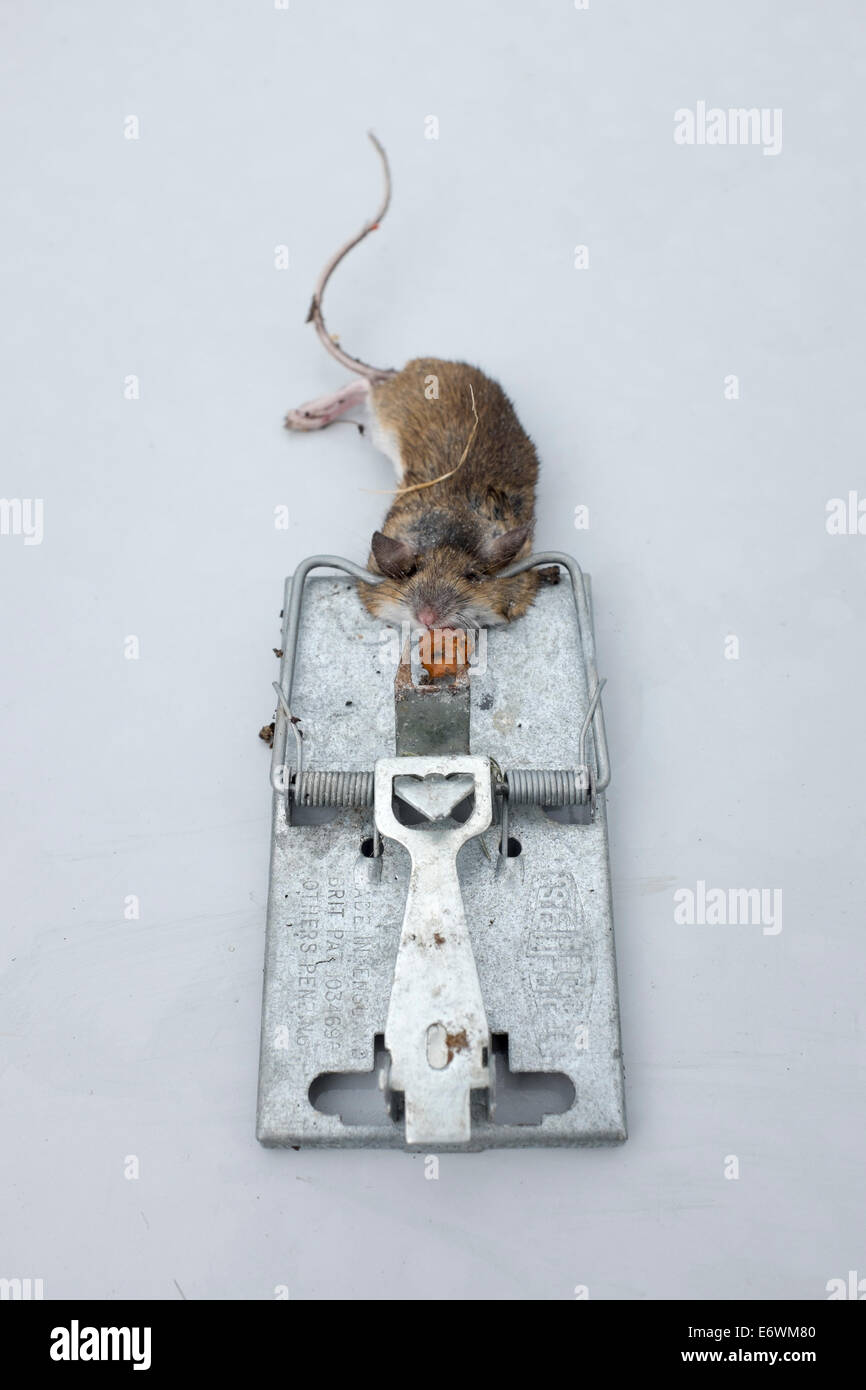 Dead Mouse caught in Mouse Trap Stock Photo Alamy