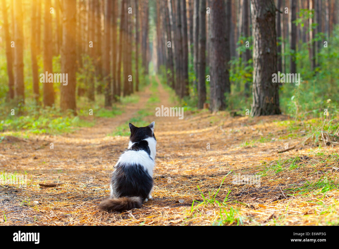 Cat in the pine forest Stock Photo Alamy
