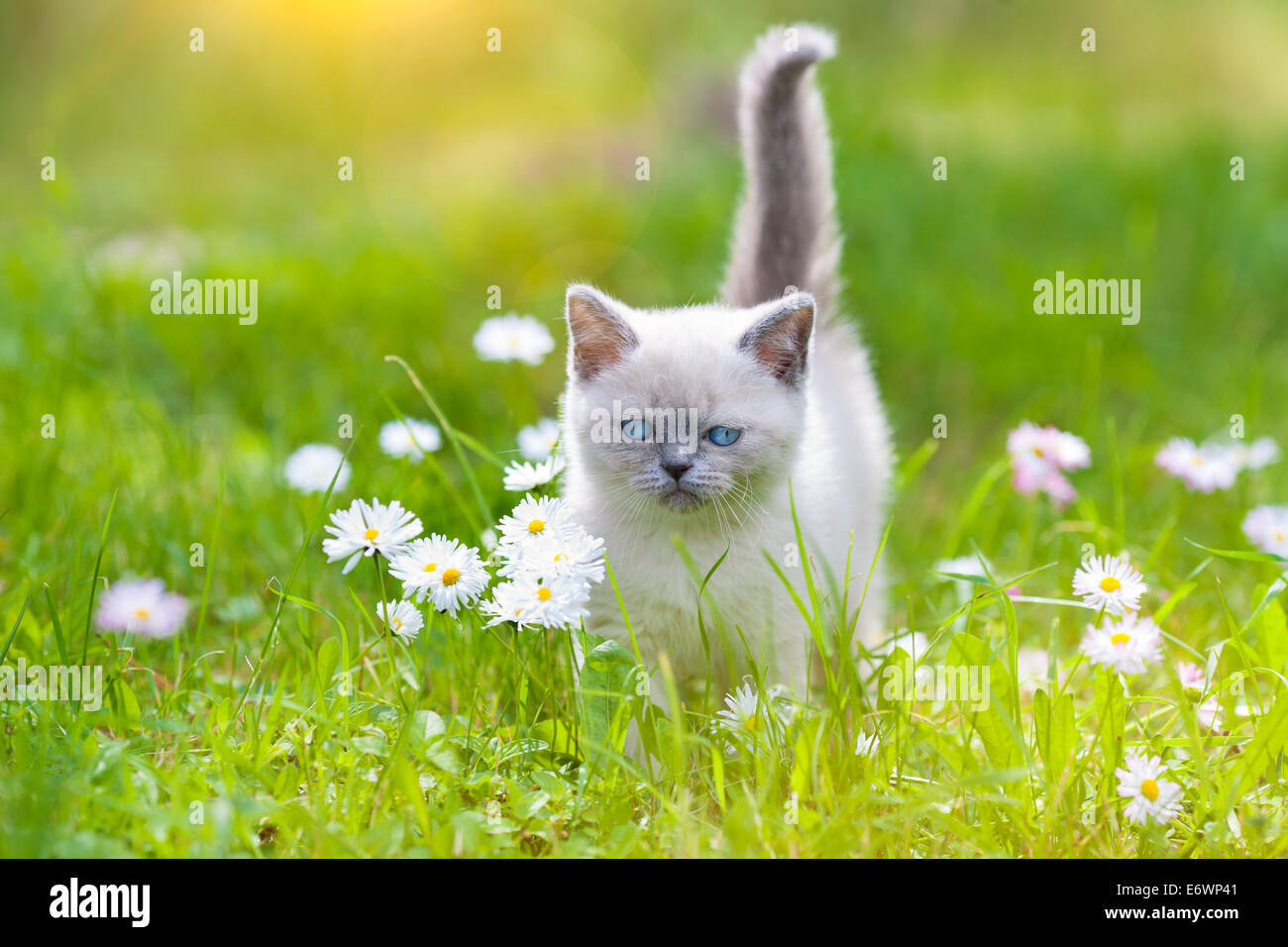 Cute little siamese kitten on the flower lawn Stock Photo - Alamy
