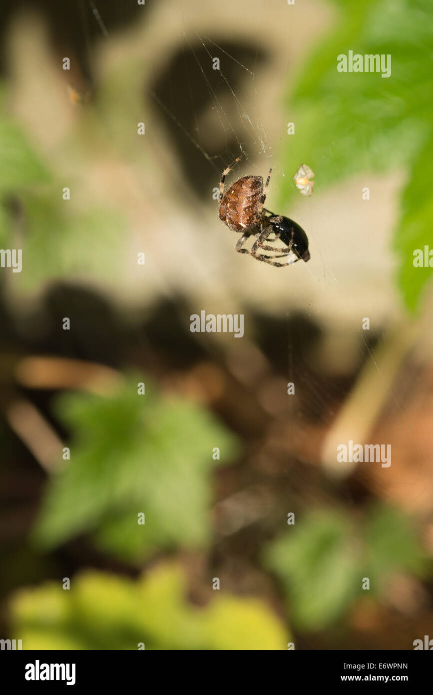 Common Garden Spider On Web With Caught Fly On Web Trapped In The