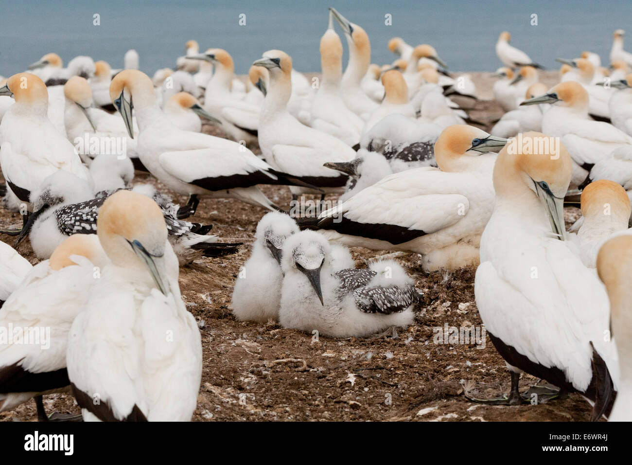 Breeding colony of Australiasian Gannets, Morus serrator at Cape Kidnappers Gannet Reserve, North Island, New Zealand Stock Photo