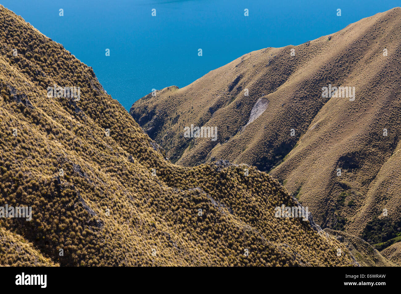 Tussock Rocks Mountain walk up Mt Roy with tussock grasslands, Lake Wanaka, South ...