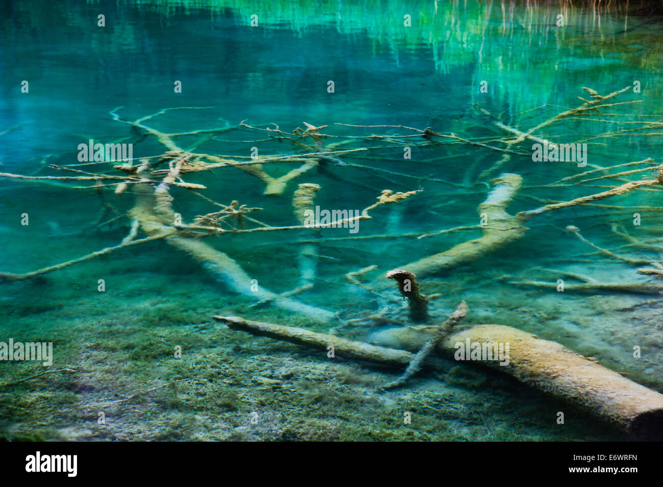 Sunken tree hi-res stock photography and images - Alamy