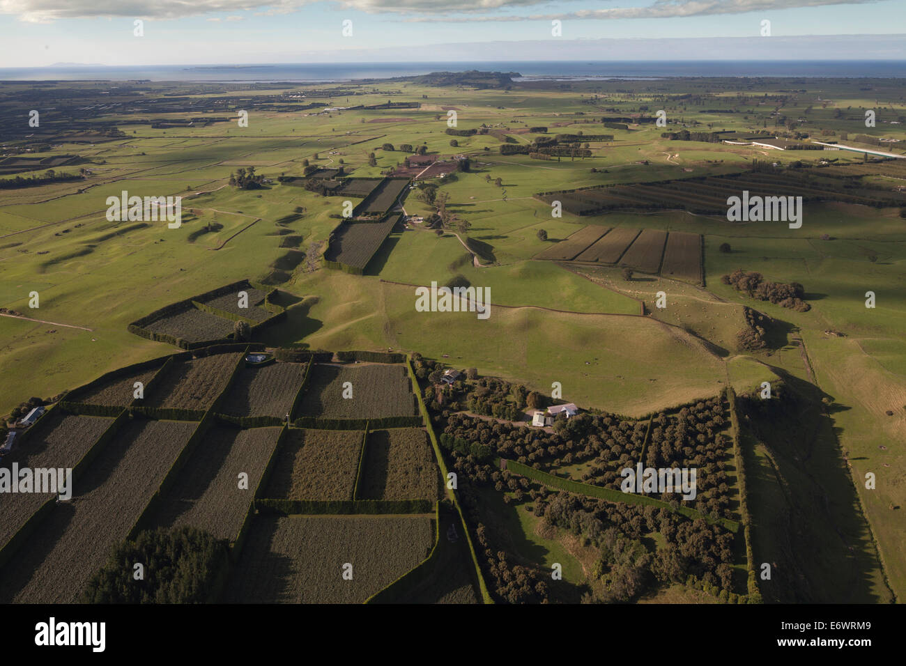 Aerial view of kiwifruit orchards hi-res stock photography and images ...