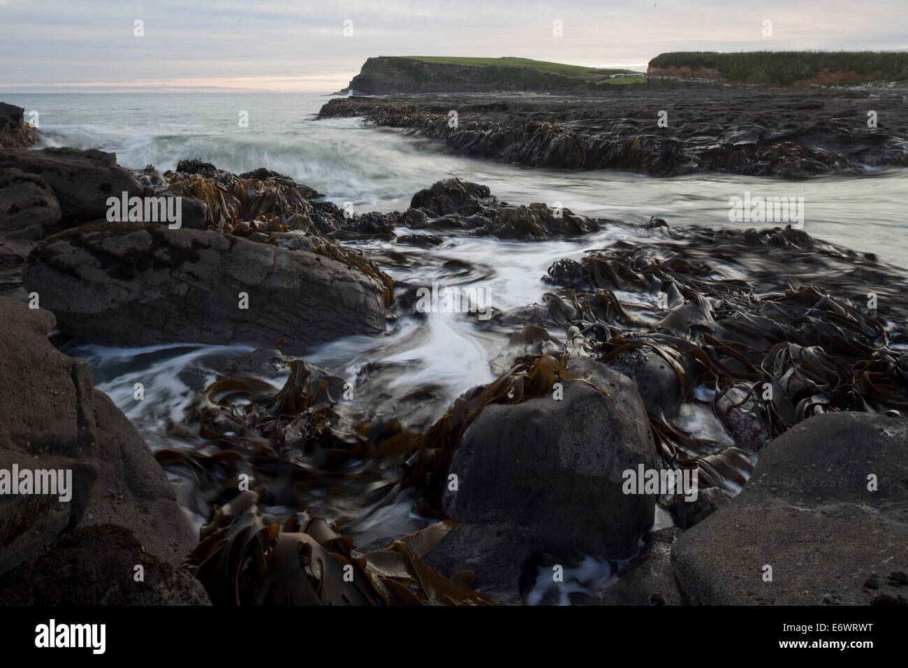 Bull kelp curio bay south island hi-res stock photography and images ...