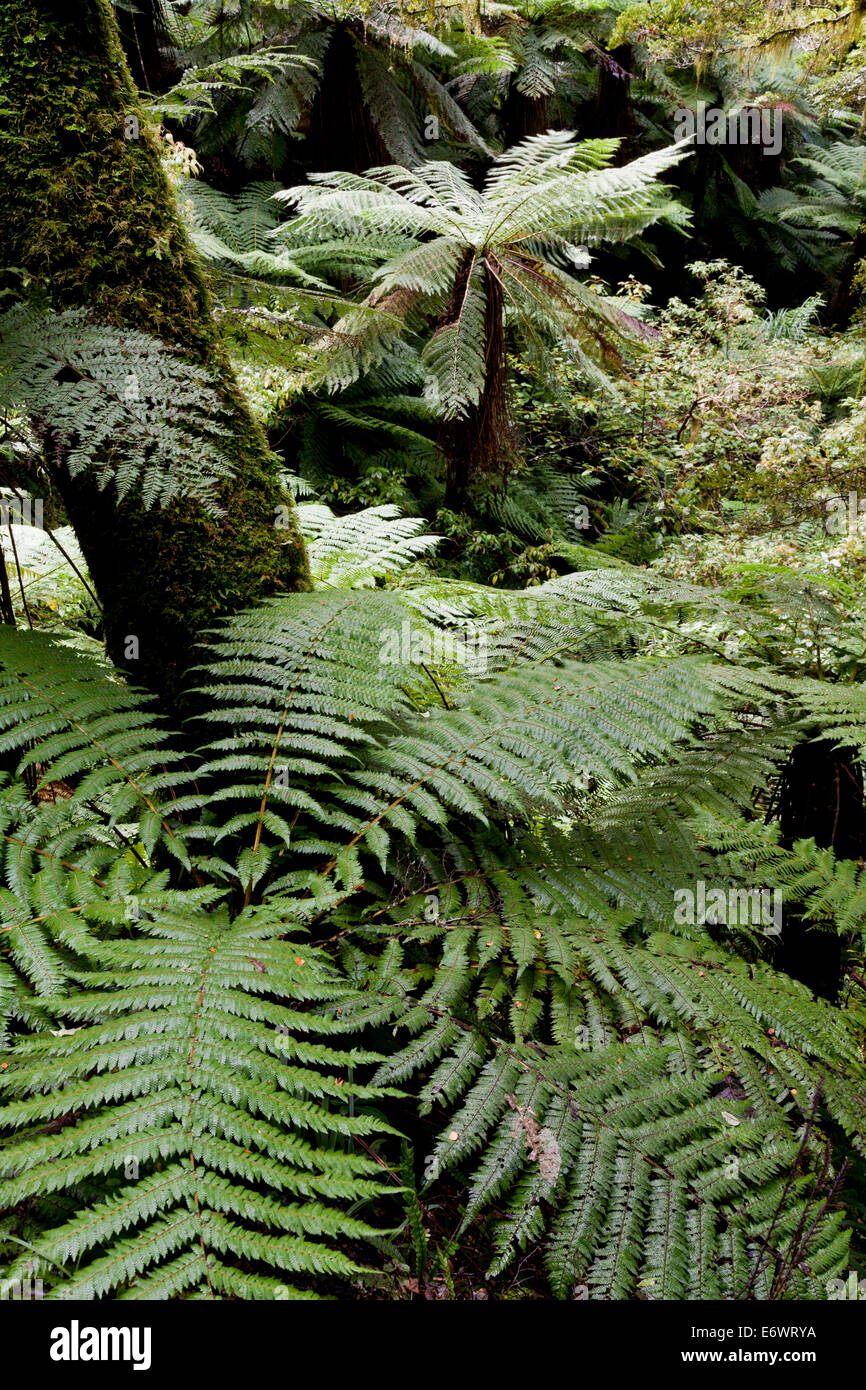 Rainforest with tree ferns hi-res stock photography and images - Alamy