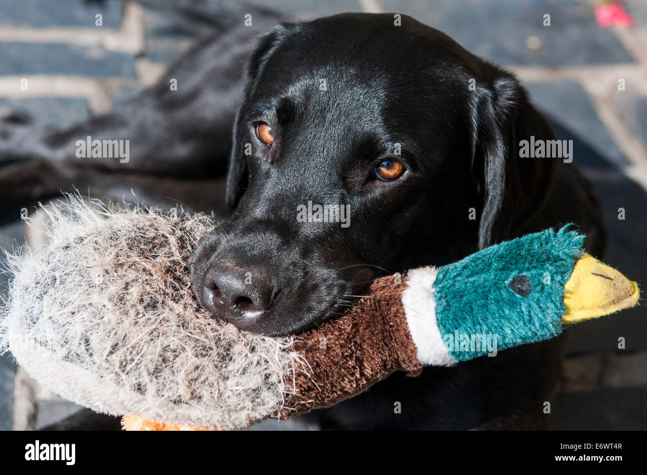 Black labrador with duck hires stock photography and images Alamy