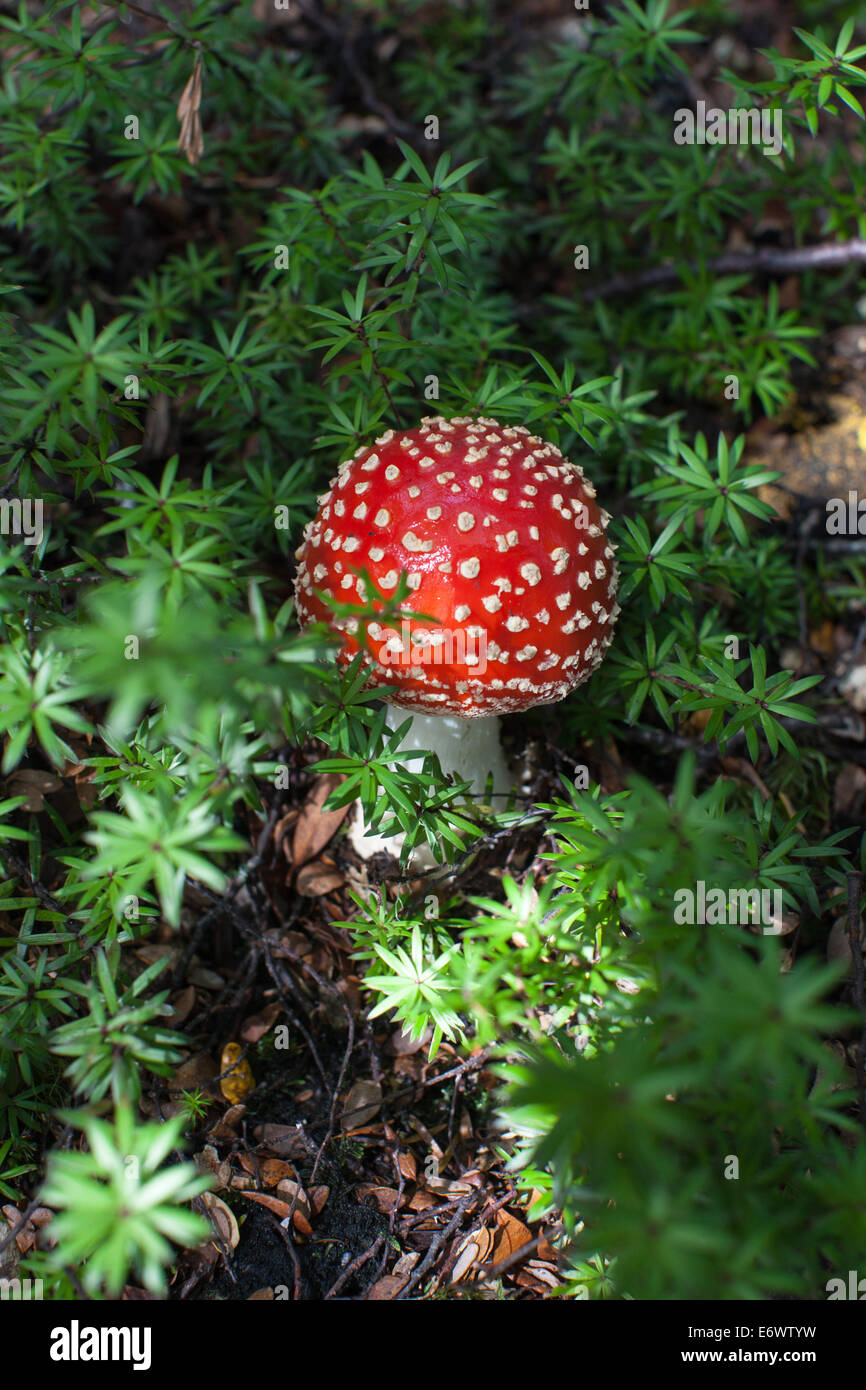 Fly agaric poisonous fungi, red spotted, Amanita muscaria, New Zealand Stock Photo