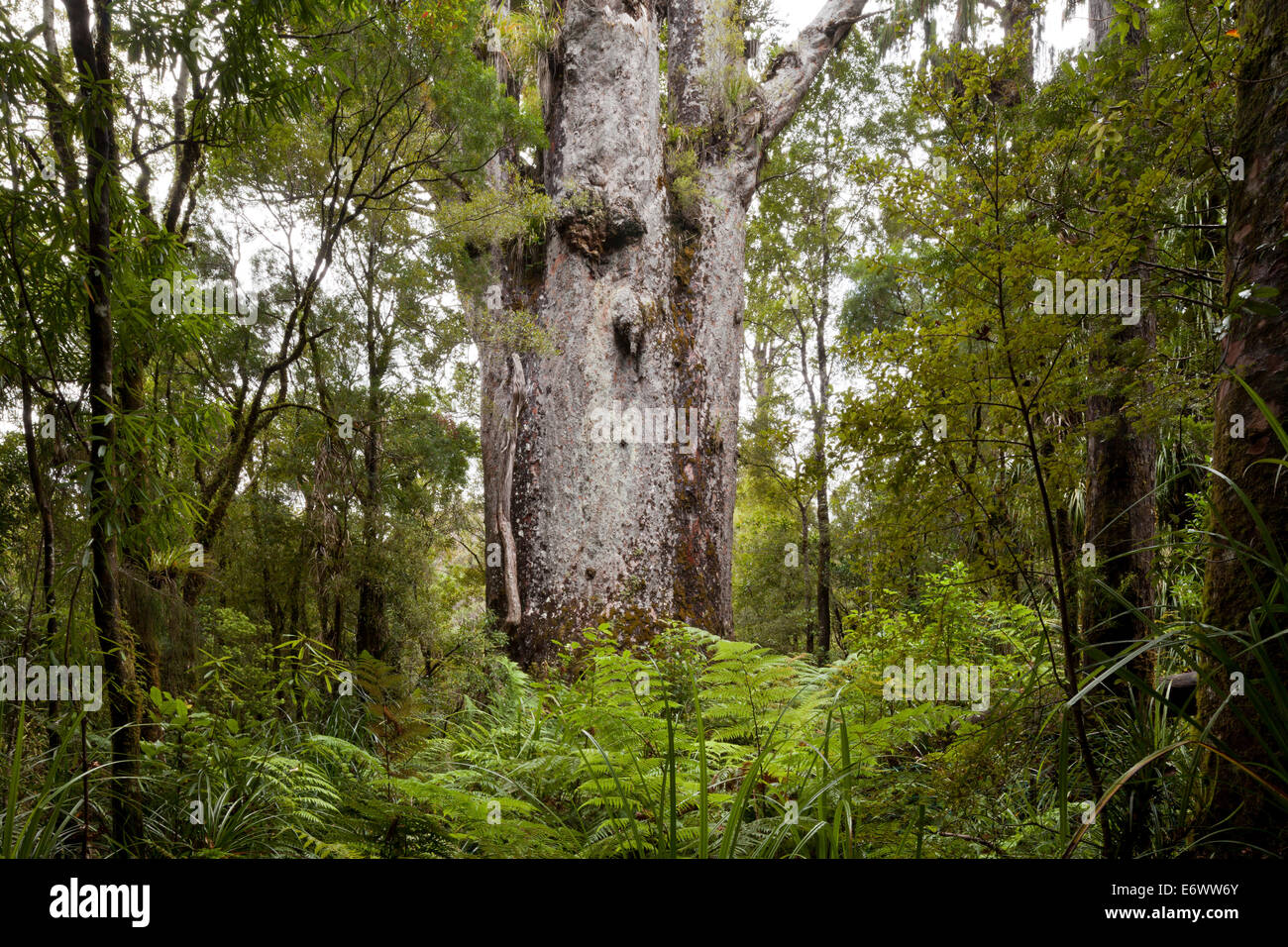 Giant kauri tree, Tane Matua Ngahere, Agathis australis, Waipoua Forest, Northland, North Island, New Zealand Stock Photo