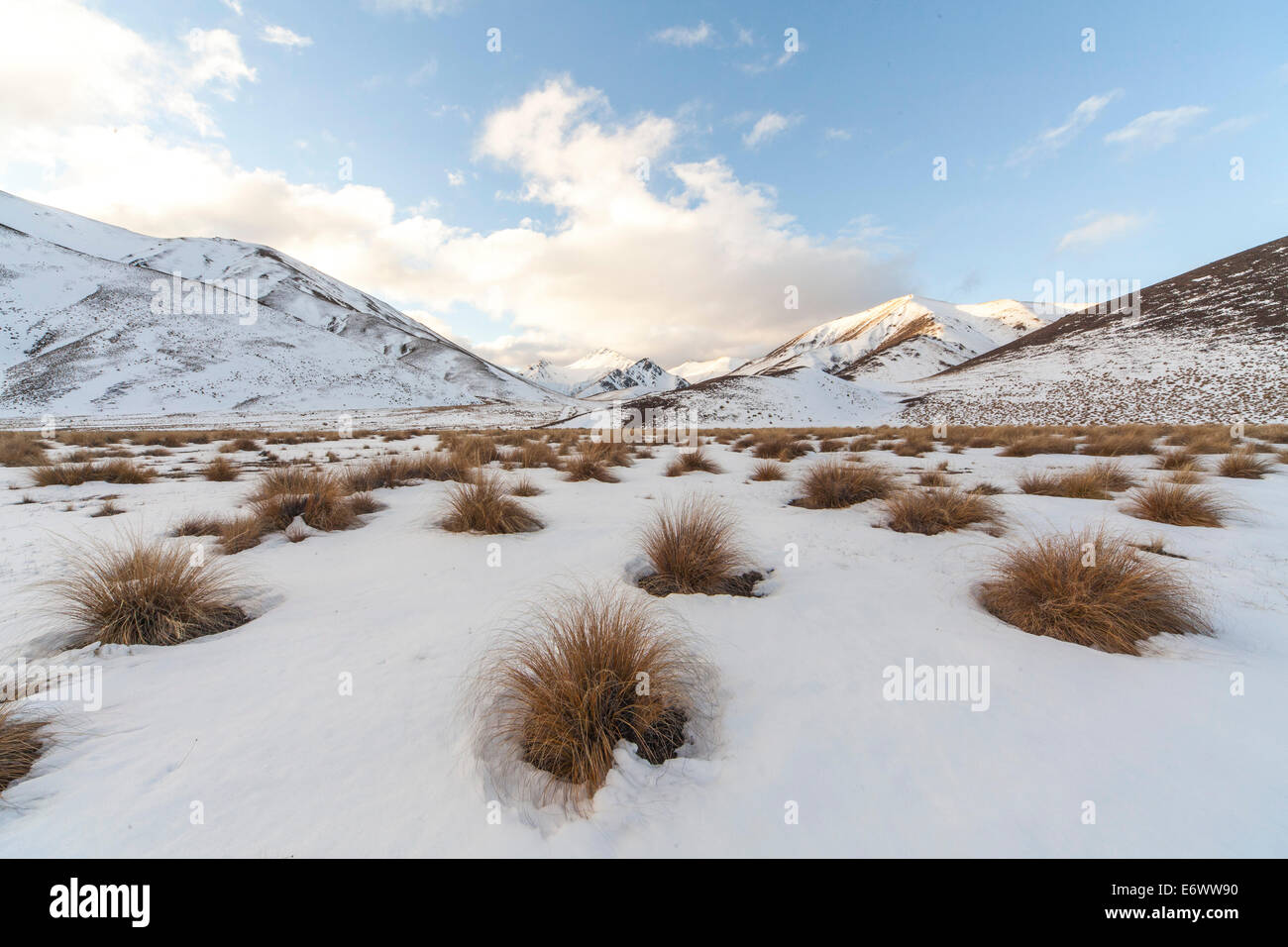 Tussock grass in snow, mountain scenery, Lindis Pass, Otago, South Island, New Zealand Stock Photo