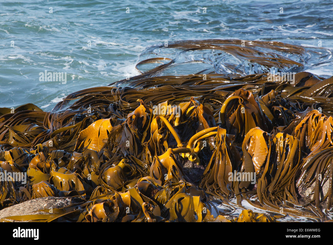 Bull kelp seaweed on the beach at the water's edge, Moeraki, Otago, South Island, New Zealand Stock Photo