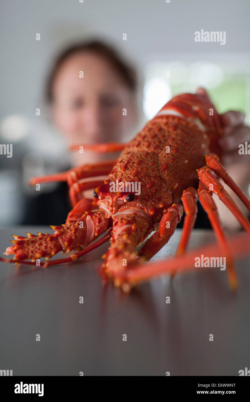 Red cooked saltwater crayfish, Kaikoura, South Island, New Zealand