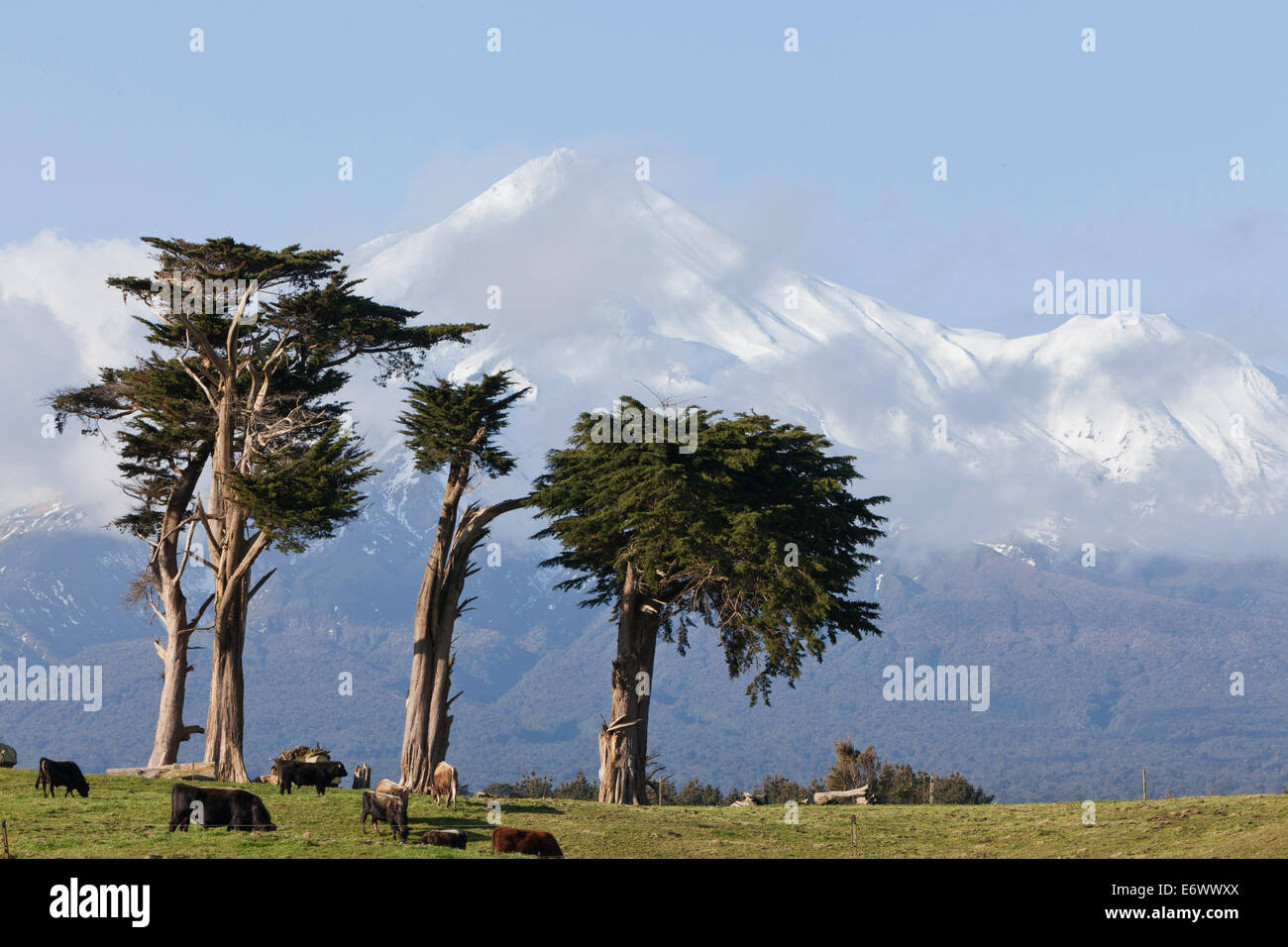 Dairy cows grazing in a meadow in front of the Mt Egmont volcano, Mount Taranaki, snow cone, North Island, New Zealand Stock Photo