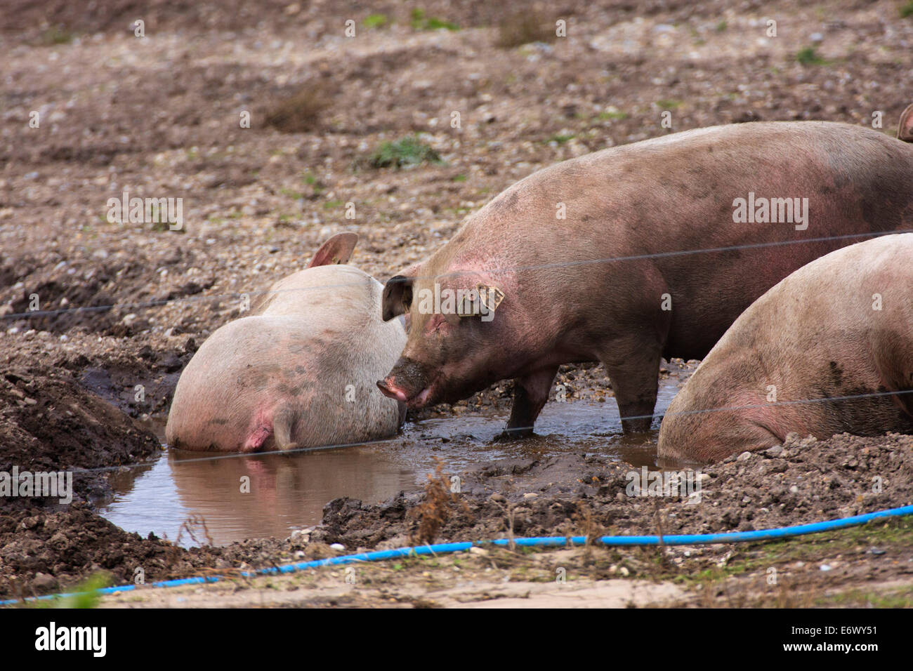 Pigs wallowing on a pig farm Stock Photo