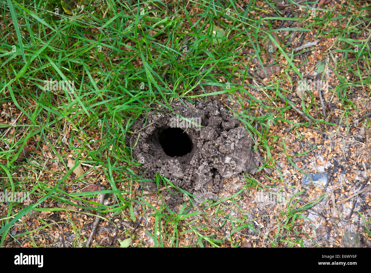 Mole Hole To Allow Air Into The Mole s Tunnel System Stock Photo Alamy