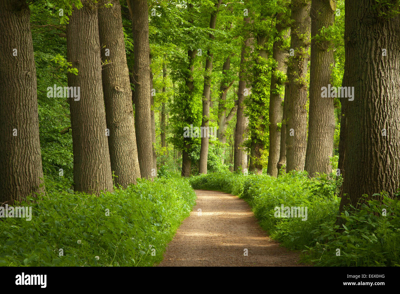 Alley of oak trees, Oldenburger Munsterland, Lower Saxony, Germany Stock Photo