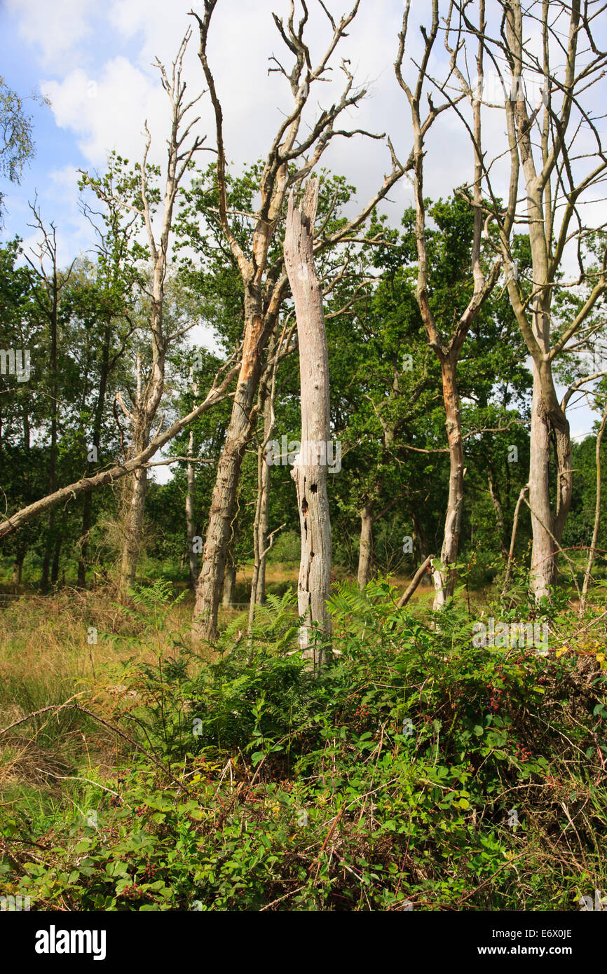 Ash Tree Dieback (Chalara fraxinea Stock Photo Alamy