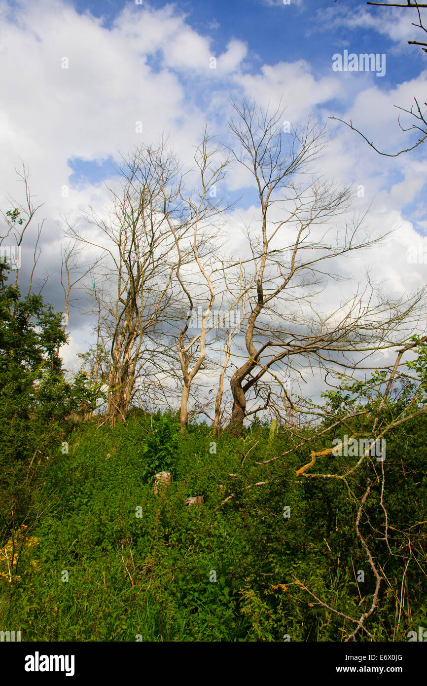 Ash Tree Dieback (Chalara fraxinea) Stock Photo