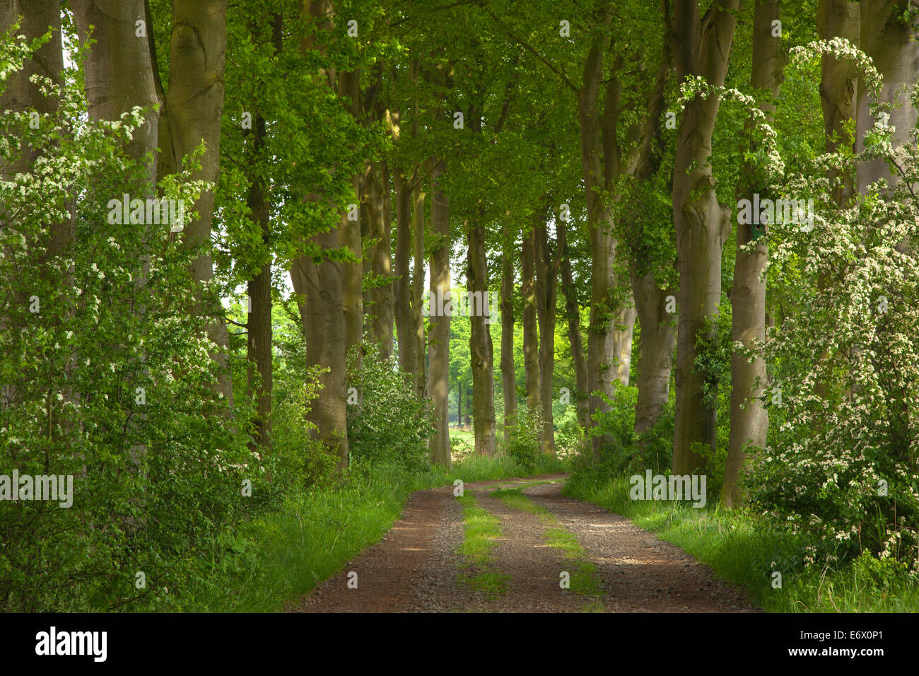 Alley of beach trees, Oldenburger Munsterland, Lower Saxony, Germany Stock Photo
