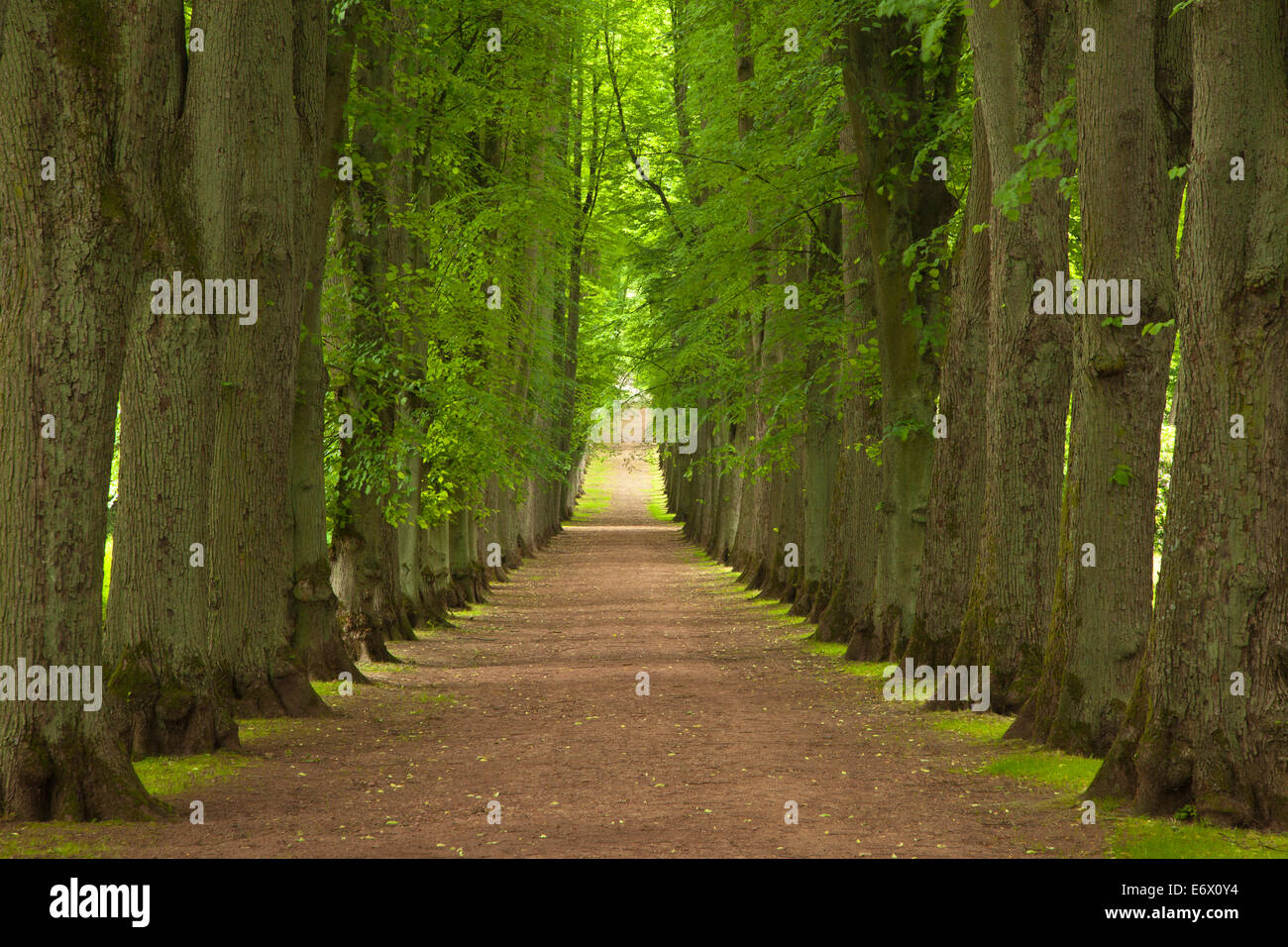 Beauty of lime trees hires stock photography and images Alamy