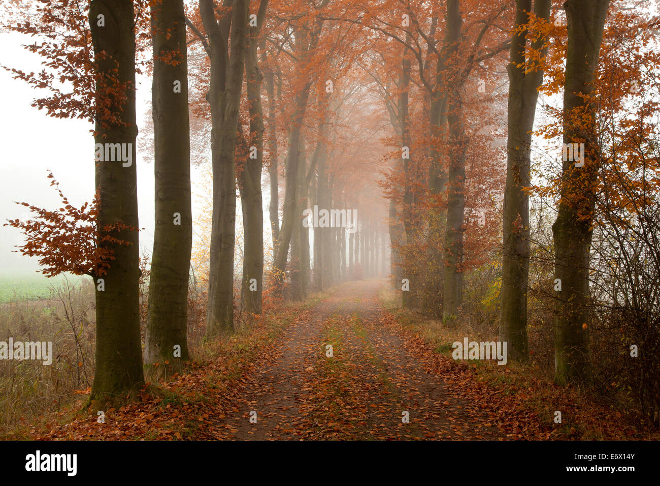 Alley of beech trees, Oldenburger Munsterland, Lower Saxony, Germany Stock Photo