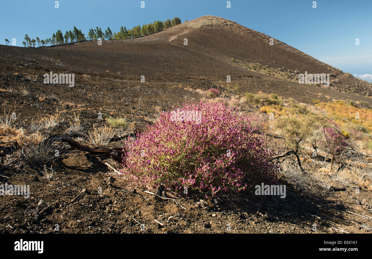 Salvia canariensis (canarian sage) flowering on the slopes of Montanon Negro, Gran Canaria Stock Photo