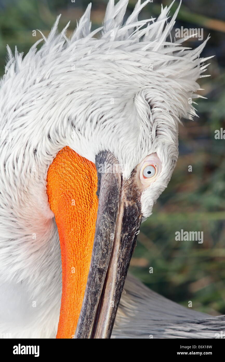 details on dalmatian pelican ( pelecanus crispus ) head Stock Photo