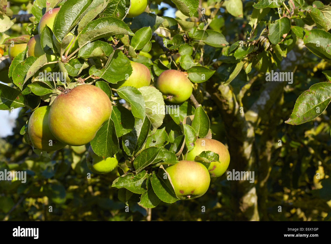 Bramley apples ripening on an old apple tree Stock Photo