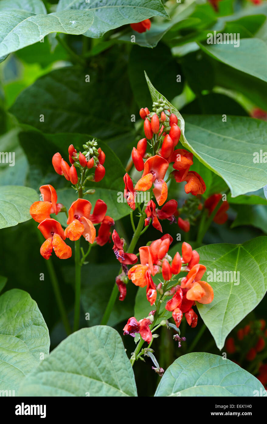 Runner bean flowers - Scarlet Emperor Stock Photo