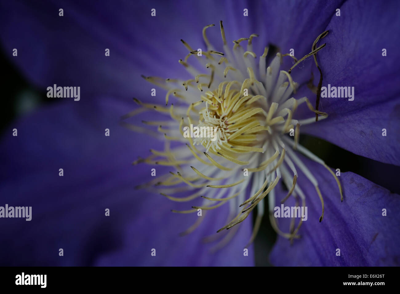 close up of centre of clematis flower Stock Photo