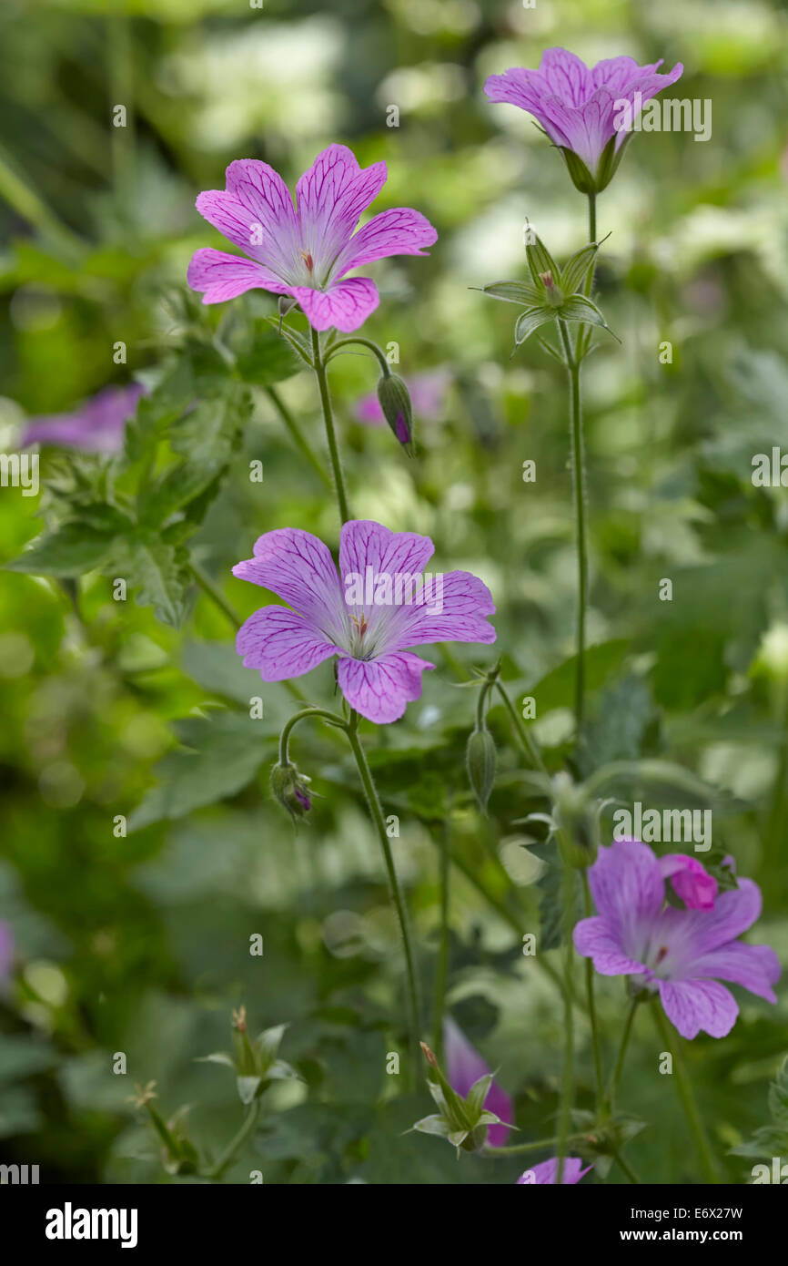 Geranium pink hi-res stock photography and images - Alamy