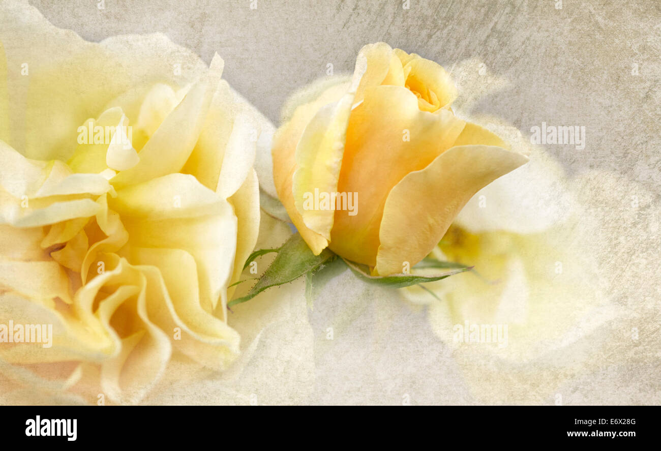 Yellow rose (rosa) Stock Photo