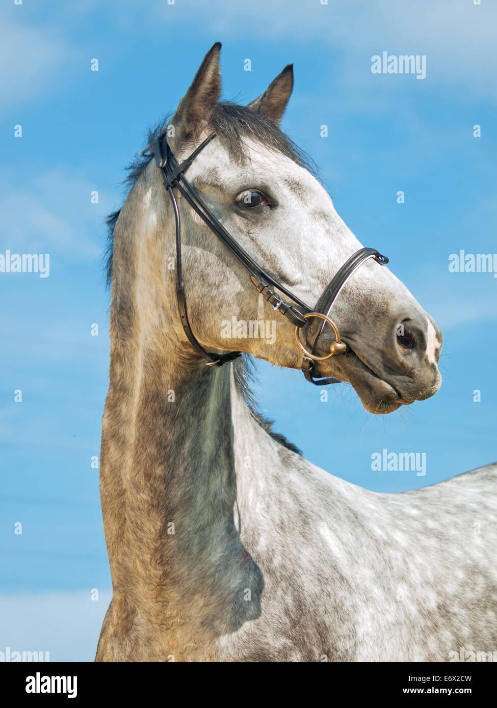 portrait of grey horse in bridle at blue sky background Stock Photo