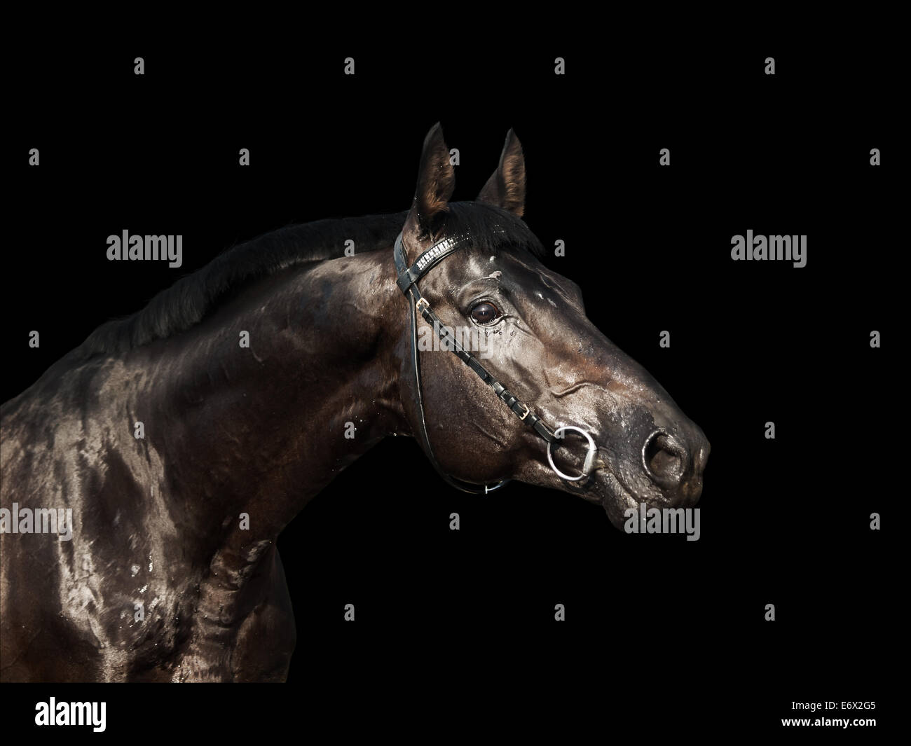 Black horse portrait hi-res stock photography and images - Alamy