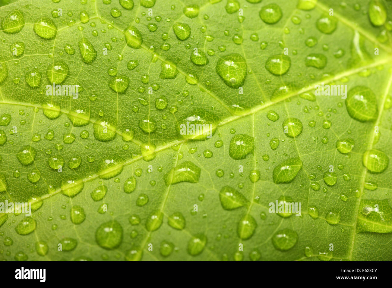 Green leaf with water drops after rain. Shallow depth of field. Closeup. Stock Photo