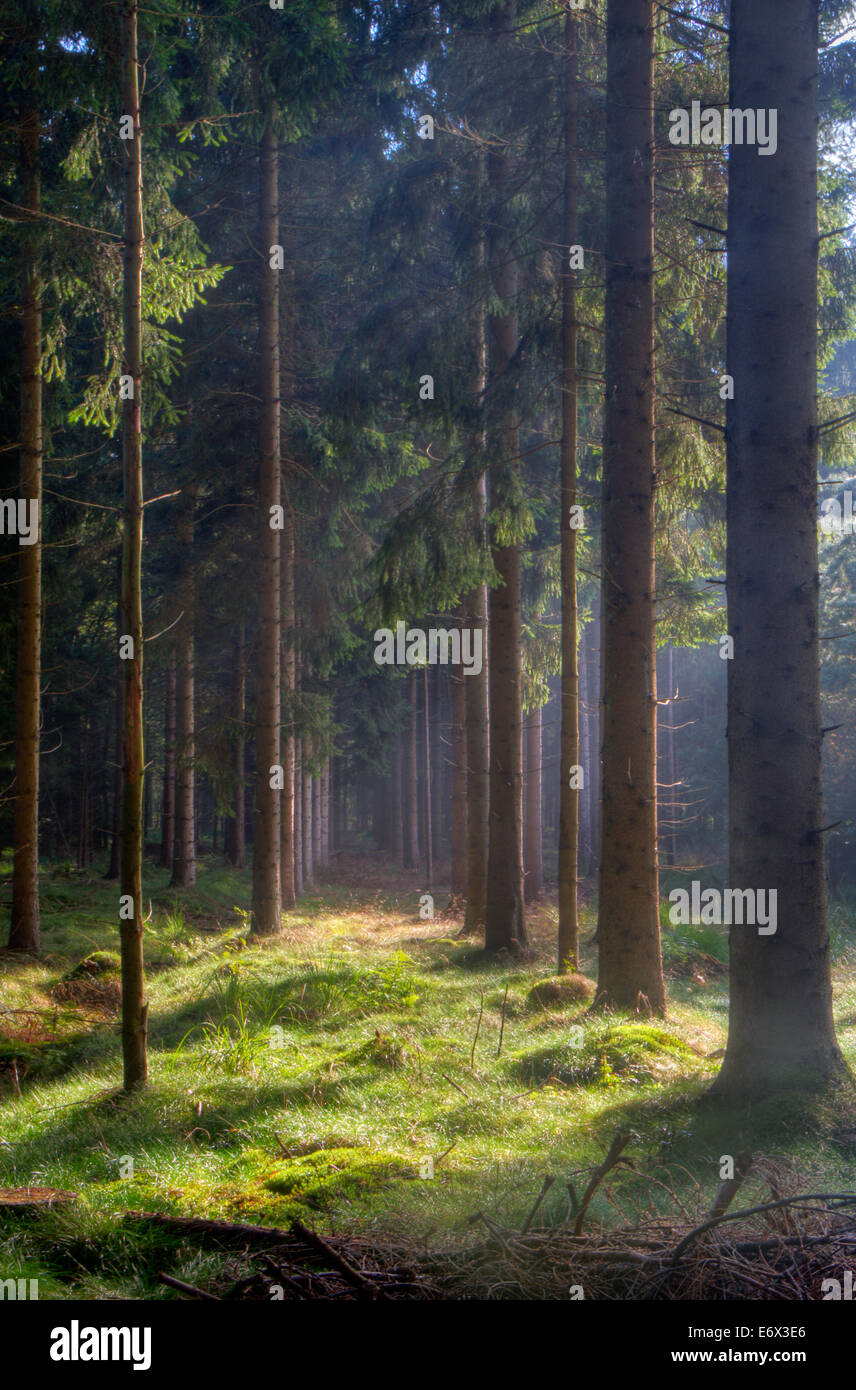 Early morning light in a mysterious pine forest Stock Photo - Alamy