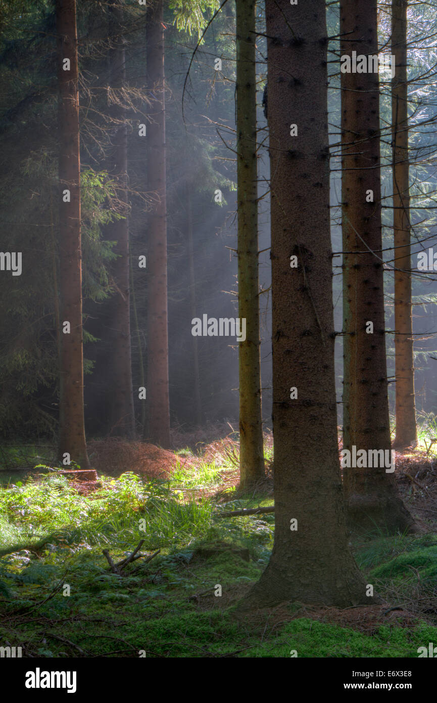 Early morning light in a mysterious pine forest Stock Photo