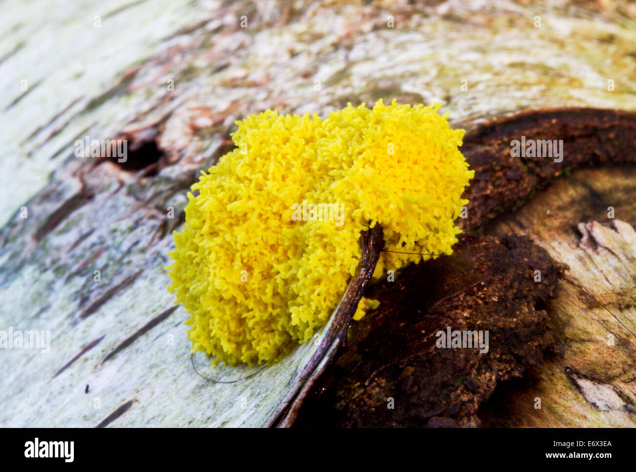 Dog vomit slime mold (Fuligo septica) on a dead Birch tree Stock Photo