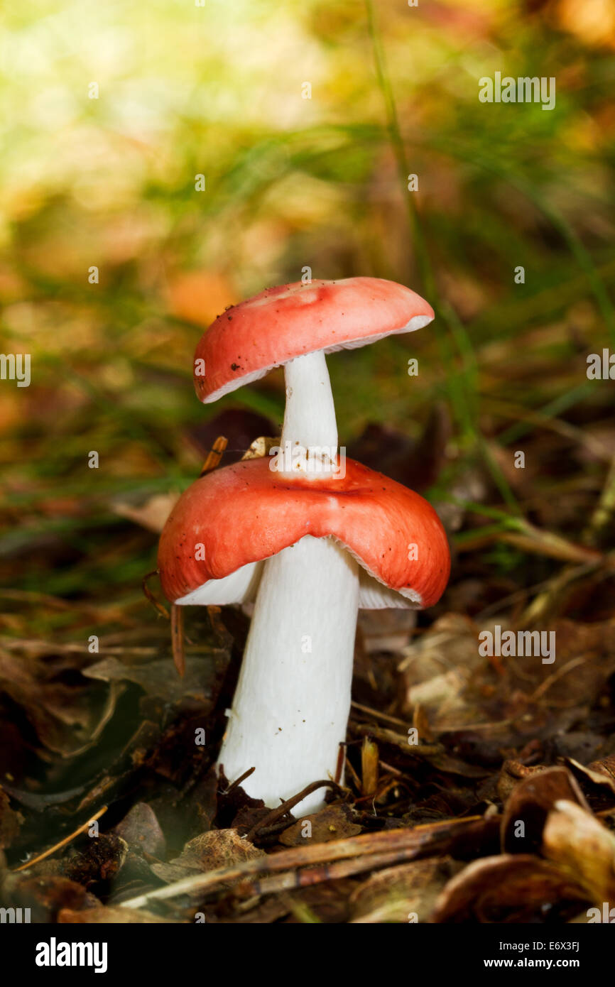 Emetic russula with two caps, a rare deformation Stock Photo