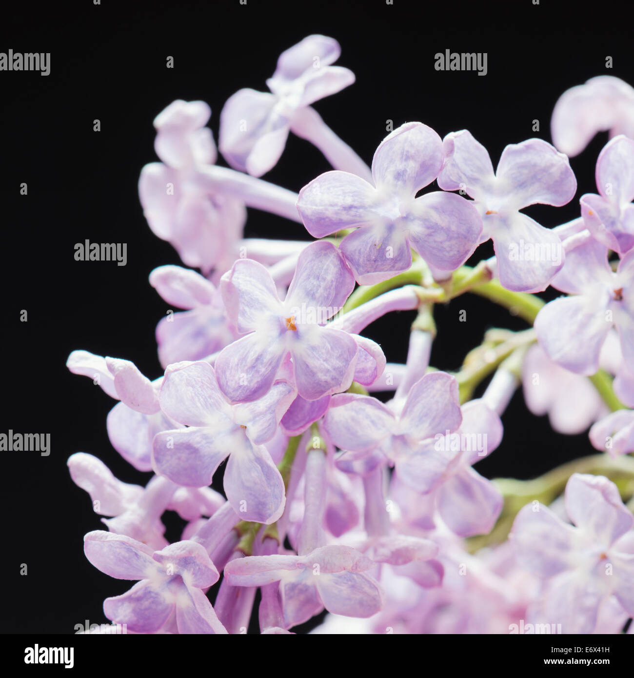 Close up of lilac flowers (Syringa vulgaris) Stock Photo