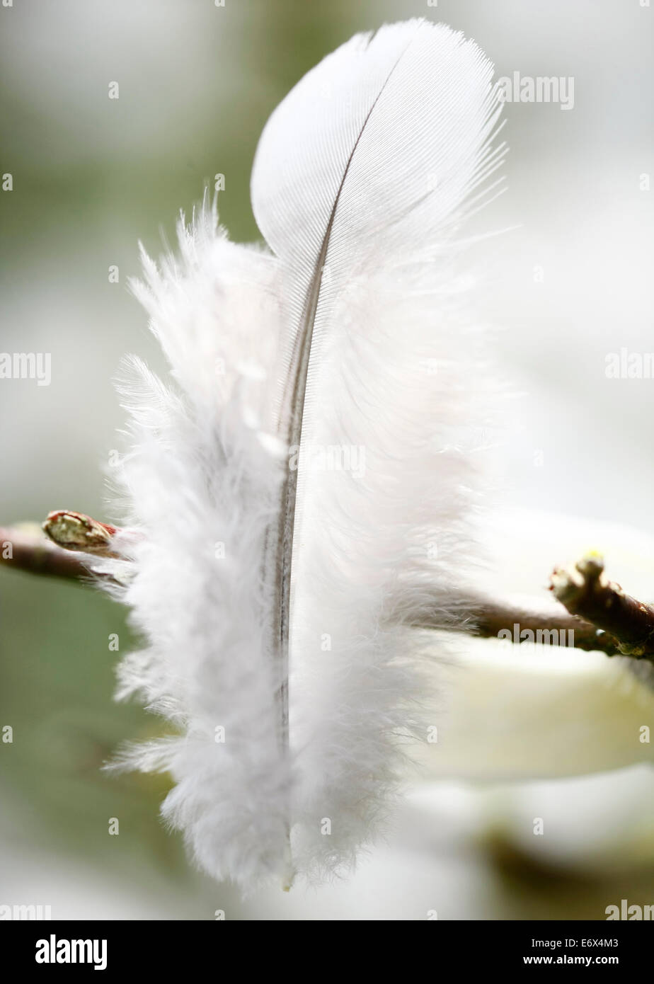 Fluffy white bird and feathers hi-res stock photography and images - Alamy