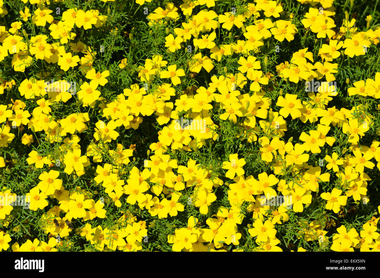 Bright yellow marigolds Stock Photo