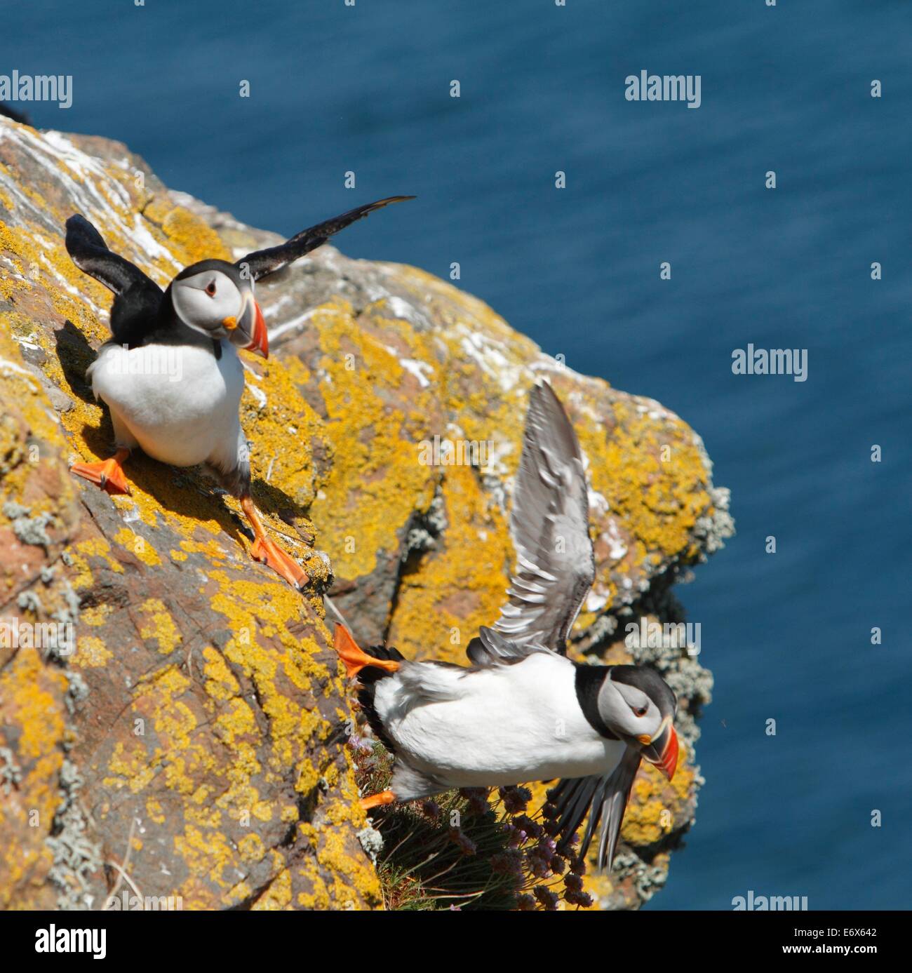 My Image 25