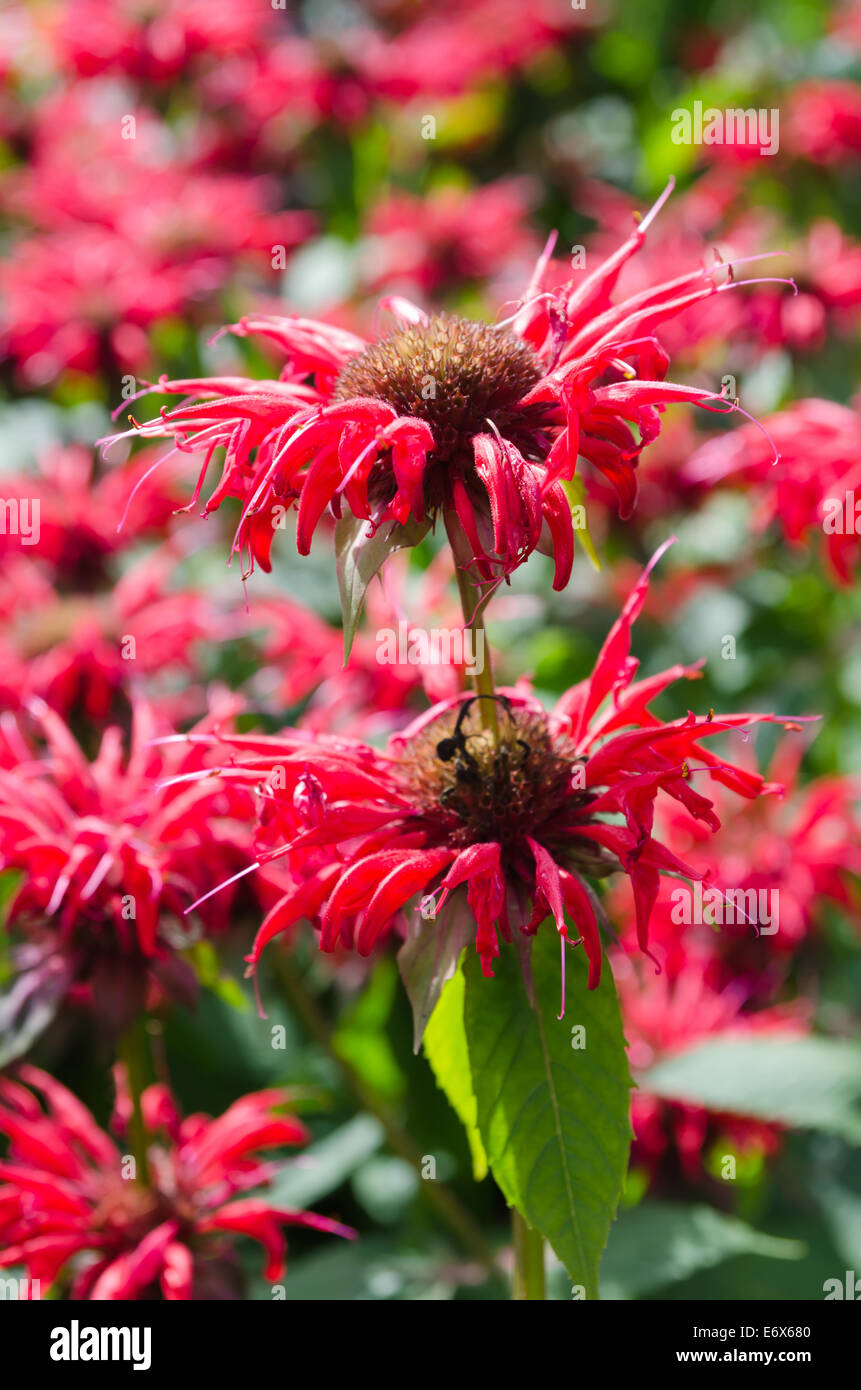 Monarda High Resolution Stock Photography and Images - Alamy