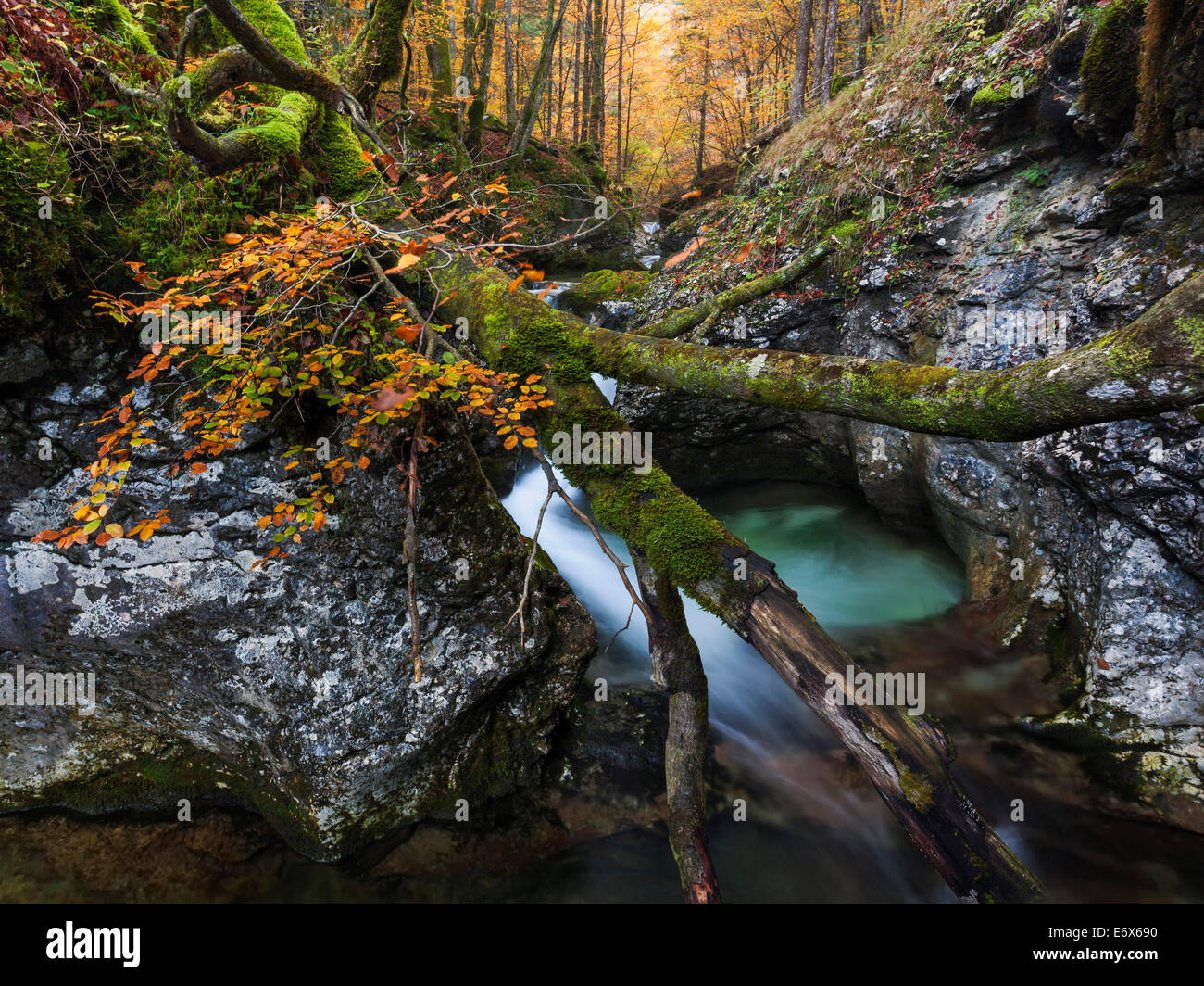 Overturned beech tree on limestone rocks of the deep mountain stream Suha in the Triglav National Park, Gorenjska, Slovenia Stock Photo