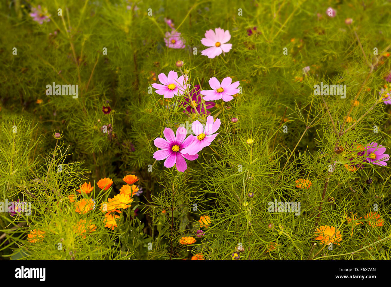 Summer flower garden hi-res stock photography and images - Alamy