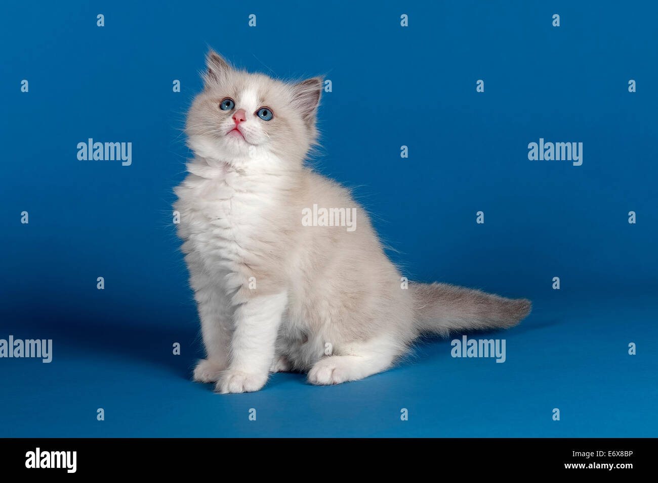Ragdoll cat, kitten, 9 weeks, blue, bicolour Stock Photo