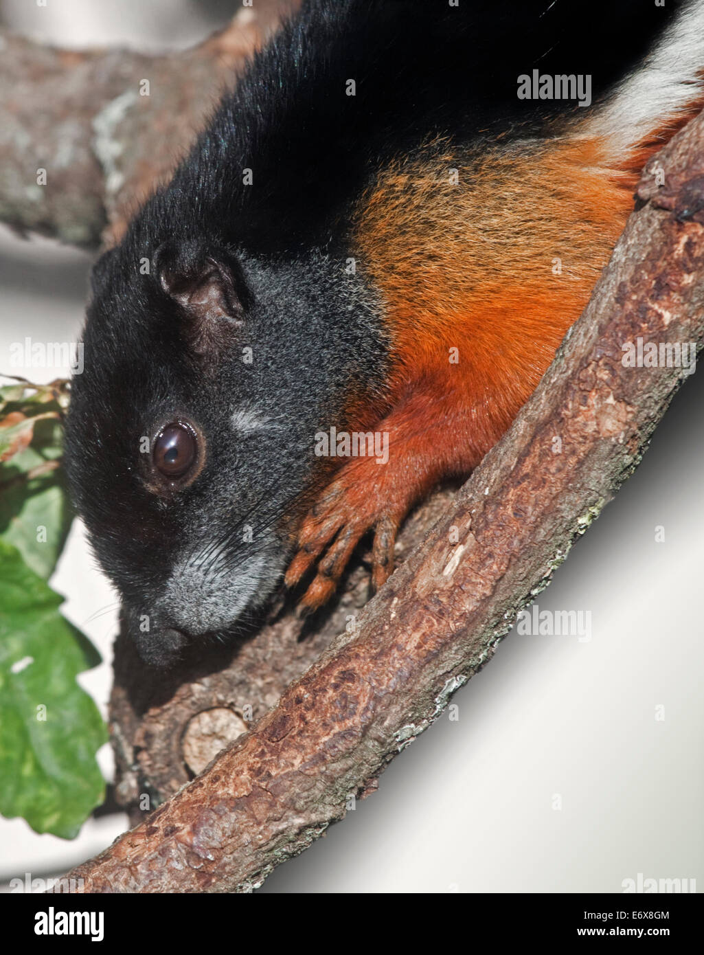 Prevost's Squirrel (callosciurus prevostii Stock Photo - Alamy