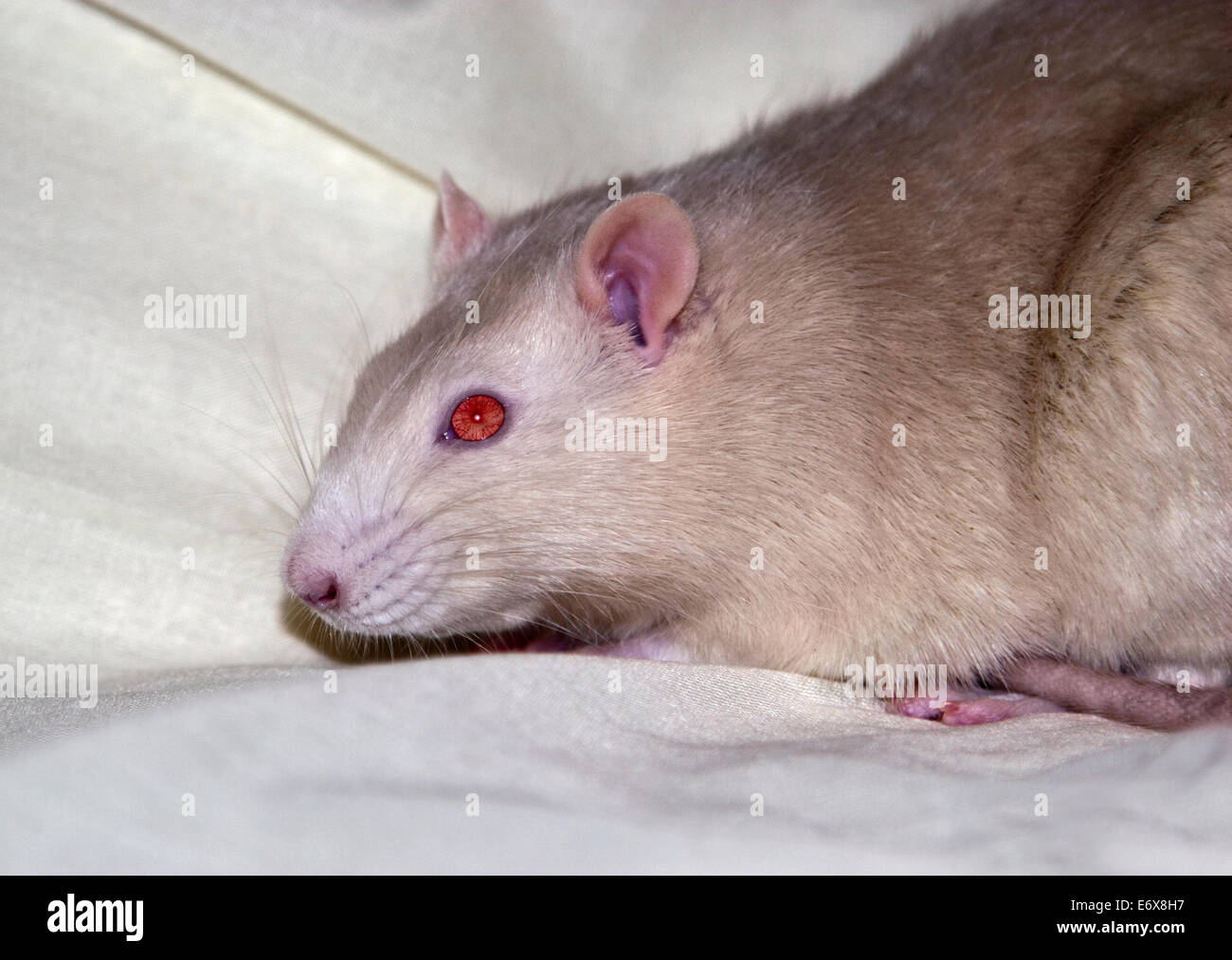 Male fancy rat 2025